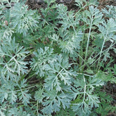 Wormwood (Artemisia absinthum)